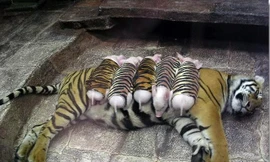 Lạ kỳ cảnh hổ vằn chăm bẵm cả đàn lợn con