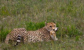 Thỏ mơ màng mất mạng dưới nanh vuốt báo đốm