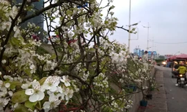 Lê rừng bạc triệu nở trắng chợ hoa Hà Nội