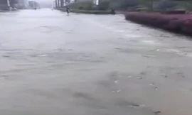 Đàn cá bơi lội trên đường phố ở Trung Quốc sau mưa lớn