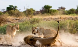 Nổi cơn cuồng ghen, sư tử cái tấn công bạn tình tới tấp