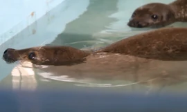 Hải cẩu ở Quảng Nam được nuôi trong phòng máy lạnh