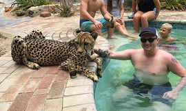 Báo gấm nằm hiền lành bên hồ bơi cả buổi chiều mặc cho mọi người vuốt ve. Ảnh:Telegraph