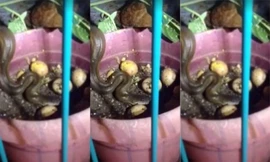 Gà mẹ đại chiến rắn hoang để cứu trứng trong ổ