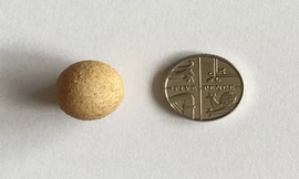 Quả trứng gà có kích thước bé hơn đồng xu. Ảnh: SWNS.