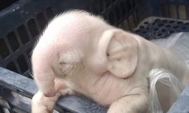 Sửng sốt thấy heo con giống hệt voi