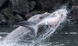 Hãi hùng cảnh sư tử biển hạ gục cá mập