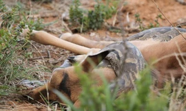 Trăn đá châu Phi siết chết linh dương con tội nghiệp.