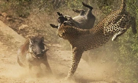 Lợn lòi mẹ điên cuồng tấn công báo gấm để giải cứu con