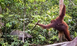 Đười ươi mẹ cầm gậy đánh lợn rừng bảo vệ con