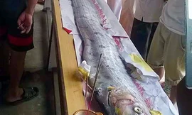 Ngư dân Đà Nẵng vớt được xác cá 'khổng lồ' dài 4m
