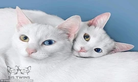 Cặp mèo song sinh hai màu mắt gây sốt trên mạng xã hội