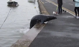 Ông Alan chia sẻ rằng Sammy nhảy lên bờ khiến nhiều người giật mình song chú hải cẩu đã đem lại nhiều niềm vui cho lũ trẻ trong vùng. Ảnh: Newsflare.