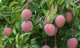 Nhà vườn An Giang đổi đời nhờ xoài ba màu