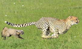 Ngỡ ngàng trước cảnh cáo tai dơi nhỏ bé truy đuổi báo gấm