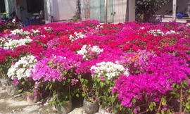 Đoạn đường Nguyễn Văn Cừ rực rỡ hoa giấy.