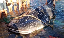 Cá nhám hơn tấn được đưa về Viện Hải dương học Nha Trang