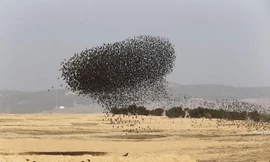 Theo Guardian, mỗi độ đông về, từng đàn sáo đá ở Nga và Đông Âu lại bay đi tránh rét tại khu vực miền nam Israel. 