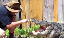 Lạnh gáy nhìn người đàn ông đánh răng cho... cá sấu