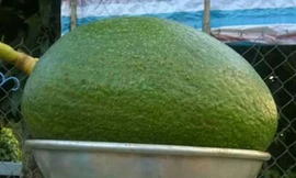 Giống bơ quý, quả khủng nặng hàng cân