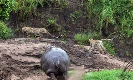 Cận cảnh hà mã giận dữ truy sát báo gấm xâm phạm lãnh địa