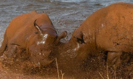 Để giành quyền thống trị, tê giác kịch chiến dưới nước khiến người xem cực kỳ phấn khích.