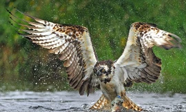 Ngoạn mục cảnh chim ưng biển săn cá hồi