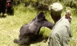 Con khỉ đột xông tới và đẩy ngã Cosgriff. Ảnh: Youtube.