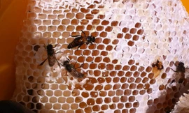 Tổ mật ong tự nhiên.