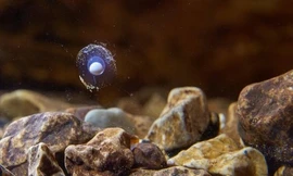 Trứng 'rồng non' nở sau một thập kỷ chờ đợi