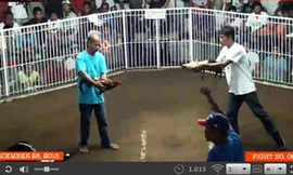 Một độ gà được truyền trực tiếp từ Campuchia về.