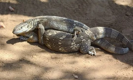 Thằn lằn bị kẻ thù ăn thịt khi đang mải 'mây mưa'