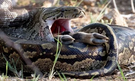 Nhiếp ảnh gia Shelia Grobbelaar ghi lại được cảnh tượng trăn khổng lồ nuốt gọn một con linh dương trong vòng 10 phút.