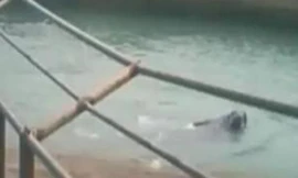 Hải mã 1,5 tấn dìm chết du khách trong vườn thú