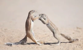Tròn mắt xem sóc châu Phi 'đấu võ' ngoạn mục trên cát