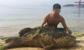 Vừa qua, ở Quảng Đông, Trung Quốc, một du khách bắt được một con cá mú khổng lồ dài gần 2m, nặng 125kg, gây xôn xao dư luận.