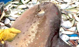 Con cá nặng hơn 1 tạ.