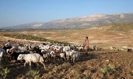 Từng là một phần của các dân tộc Turk định cư ở Trung Á trong suốt thế kỷ 11 và 12, người Qashqai có thói quen sống du mục trên những sa mạc khắc nghiệt phía tây nam Iran hàng trăm năm. 