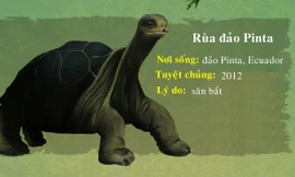 10 loài động vật tuyệt chủng trong 10 năm qua