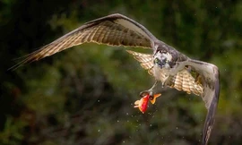 Nhiếp ảnh gia người Canada, Ramesh Chandar may mắn chộp được khoảnh khắc khi chim ưng biển săn mồi đầy ngoạn mục ở một ao nhỏ, nội thành Toronto, Canada.