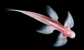 Loài cá hang động đi bộ tìm thấy ở Thái Lan. Ảnh: Wired.