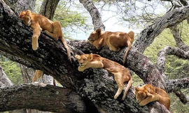 Khoảnh khắc ngủ trưa hiền lành của bầy sư tử