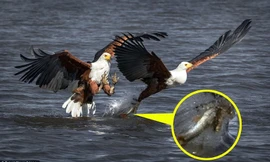 Đại bàng biển xấu tính cướp mồi của đồng loại