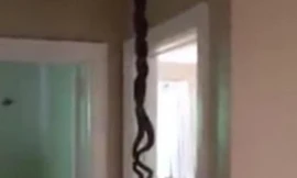 Hình ảnh 2 con rắn rơi ra từ mái nhà và vẫn bị mắc kẹt được Hyatt bình tĩnh ghi lại bằng điện thoại của mình.