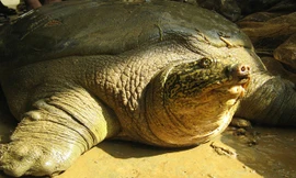 Cá thể Rùa Hoàn Kiếm tại hồ Đồng Mô.