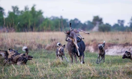 [ẢNH] Tử chiến khốc liệt giữa linh dương đầu bò và chó hoang