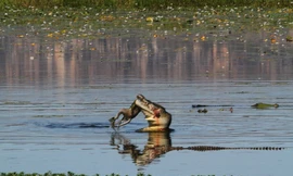 Con cá sấu dài 4,5m đã bắt đươc một chú chuột túi Wallaby và kéo miếng mồi xuống hồ.