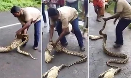 Tay không bóp cổ trăn khủng đòi lại vật nuôi