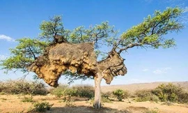 Nếu Trung Quốc nổi tiếng với sân vận động Tổ chim ở Bắc Kinh thì châu Phi cũng có một loại tổ chim nổi tiếng không kém. Tổ chim lớn nhất thế giới nặng 900kg này là của loài chim thợ dệt.