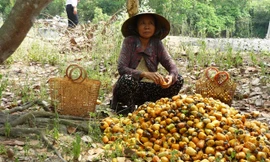 Nông dân thôn Xuân An, xã Cát Tường (Phù Cát) thu hoạch điều.
